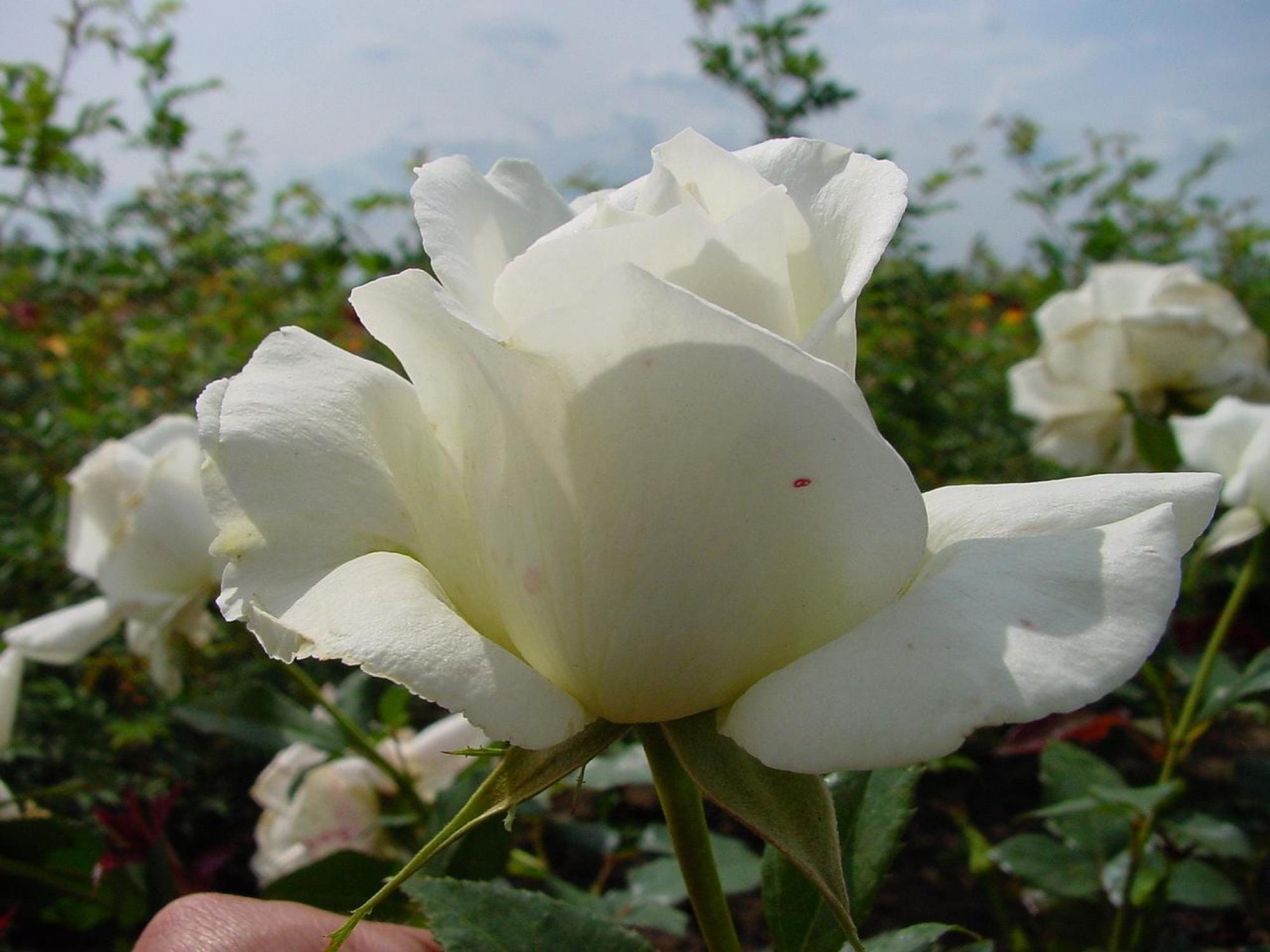 Ros 'Karen Blixen™'